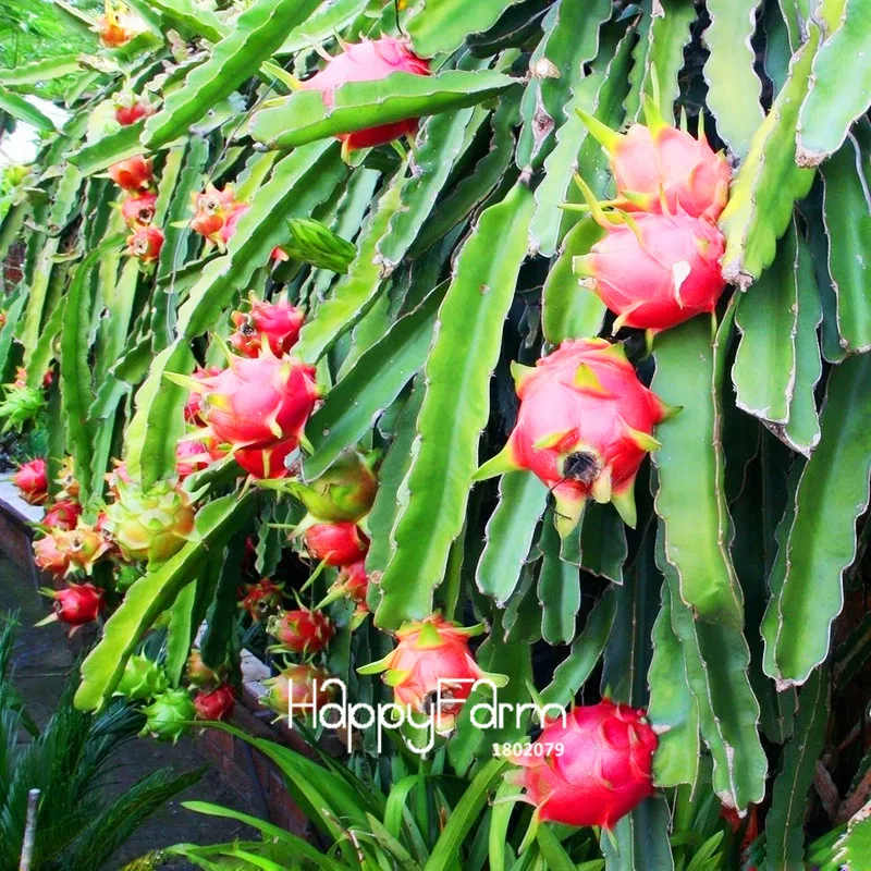 New!Sweet Pitaya Bonsai Tree Plants Dragon Fruit garden Pitaya flores Non-gmo Hylocereus Fruit, 100 plantas/Pack,#EV242E