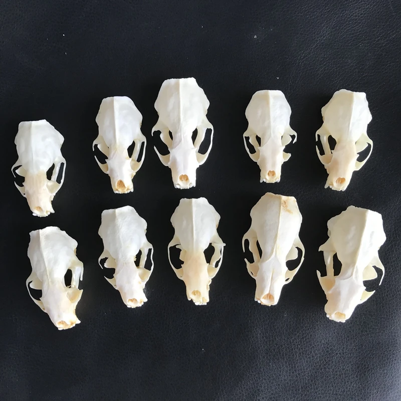 

10pcs Real mink skulls Defect incomplete fracture of eyes or teeth fine animal specimens skull gifts size 7CM