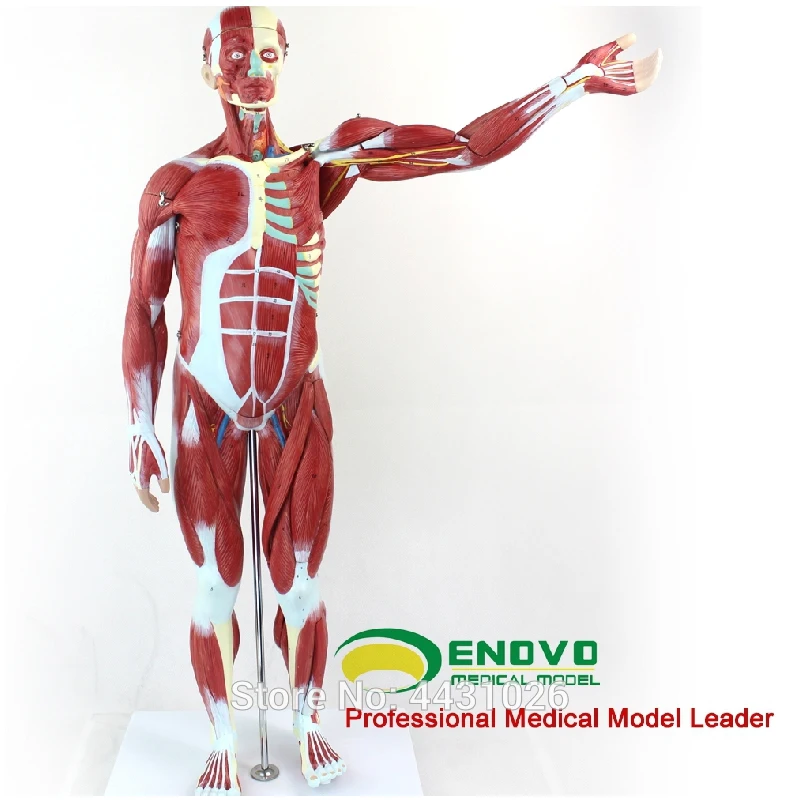 ENOVO Anatomical model of anatomy of human body muscle and internal organs enovo kidney and kidney unit glomerular model urinary system anatomical structure human kidney model