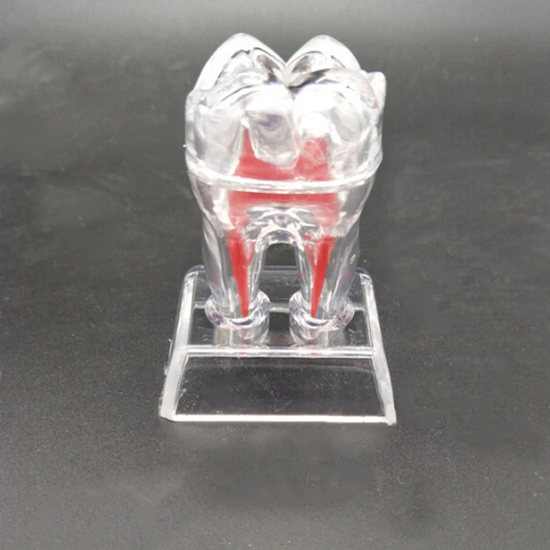 

Transparent Removable Dental Teeth Model Implant Model Teeth Model Teaching Teeth Tool Dental Adult Typodont For Medical Science