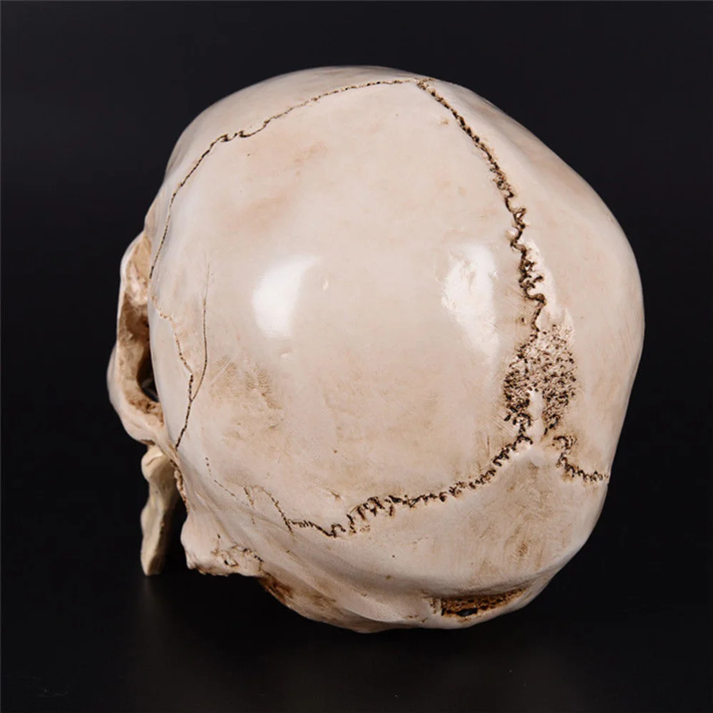 

Simulation Resin Lifesize 1:1 Human Model Anatomical Tracing Teaching Skeleton Decoration Statue