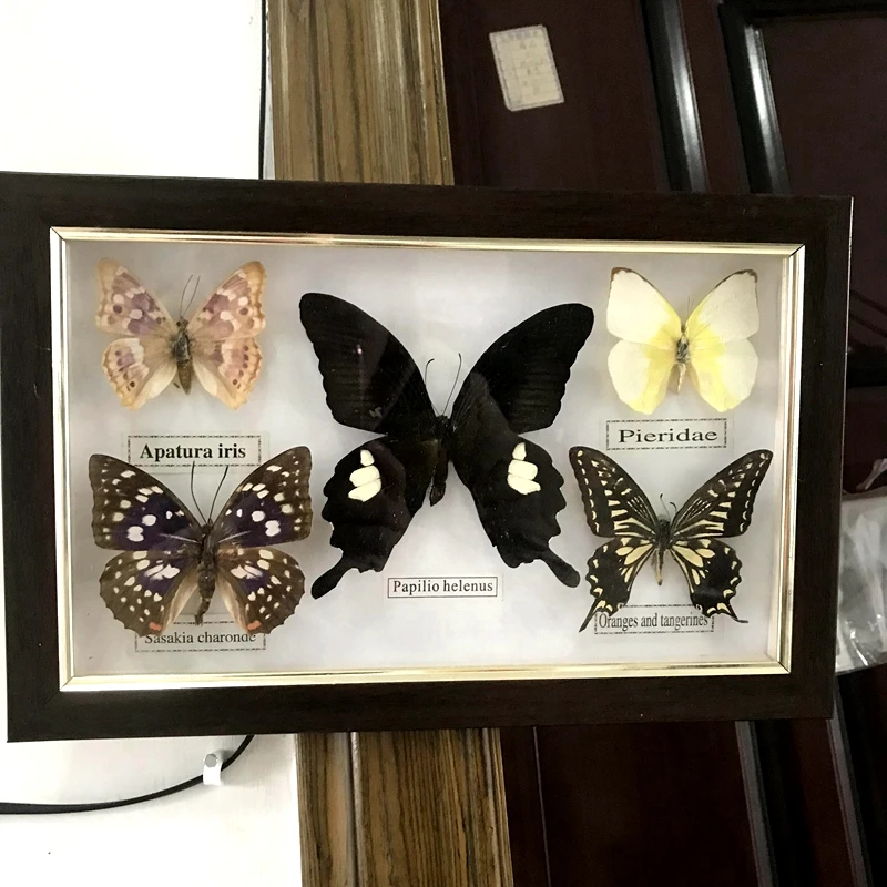 Pretty Butterfly Real Specimen Education Material Collection/Butterfly Specimen Artwork Material Decor