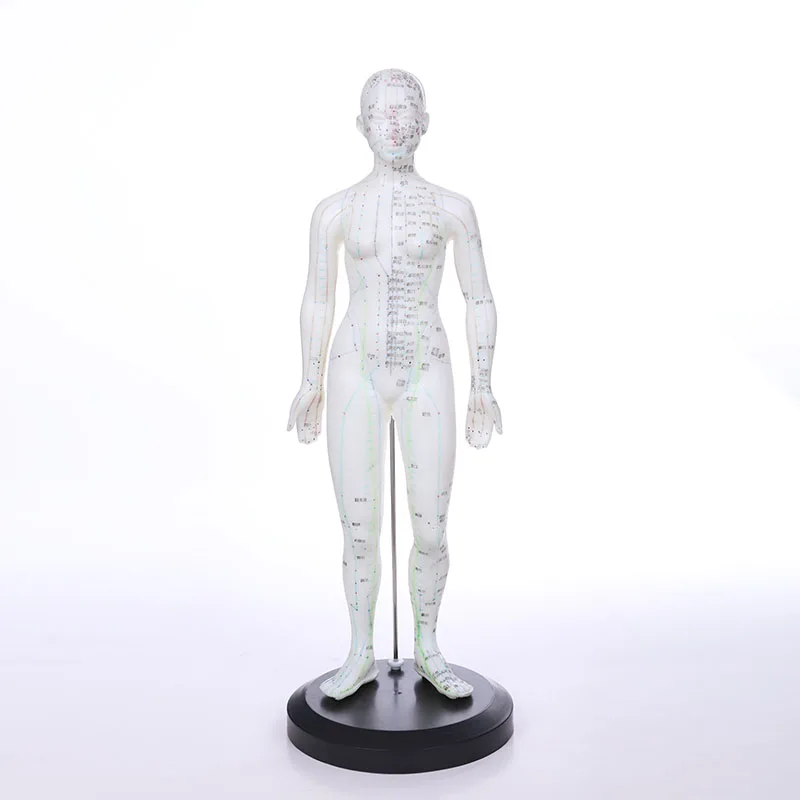 

Chinon 48CM Huma Body Acupuncture Manikin Traditional Chinese Medicine Model Medical Science Student Teaching TraningBIX-Y1009