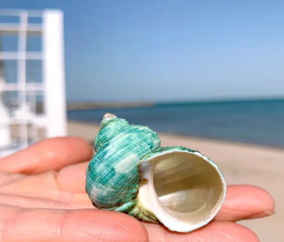 А8 мортический домашний декор запасная оболочка краба-грыжа ракушек морских ses |