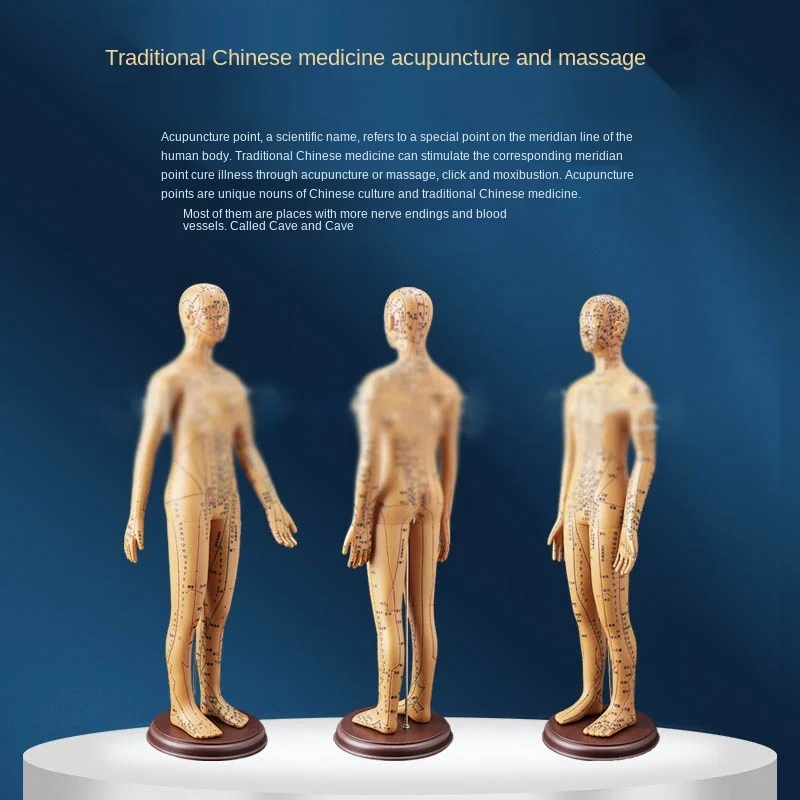 

60cm body acupuncture model meridian acupoint Chinese medicine body model