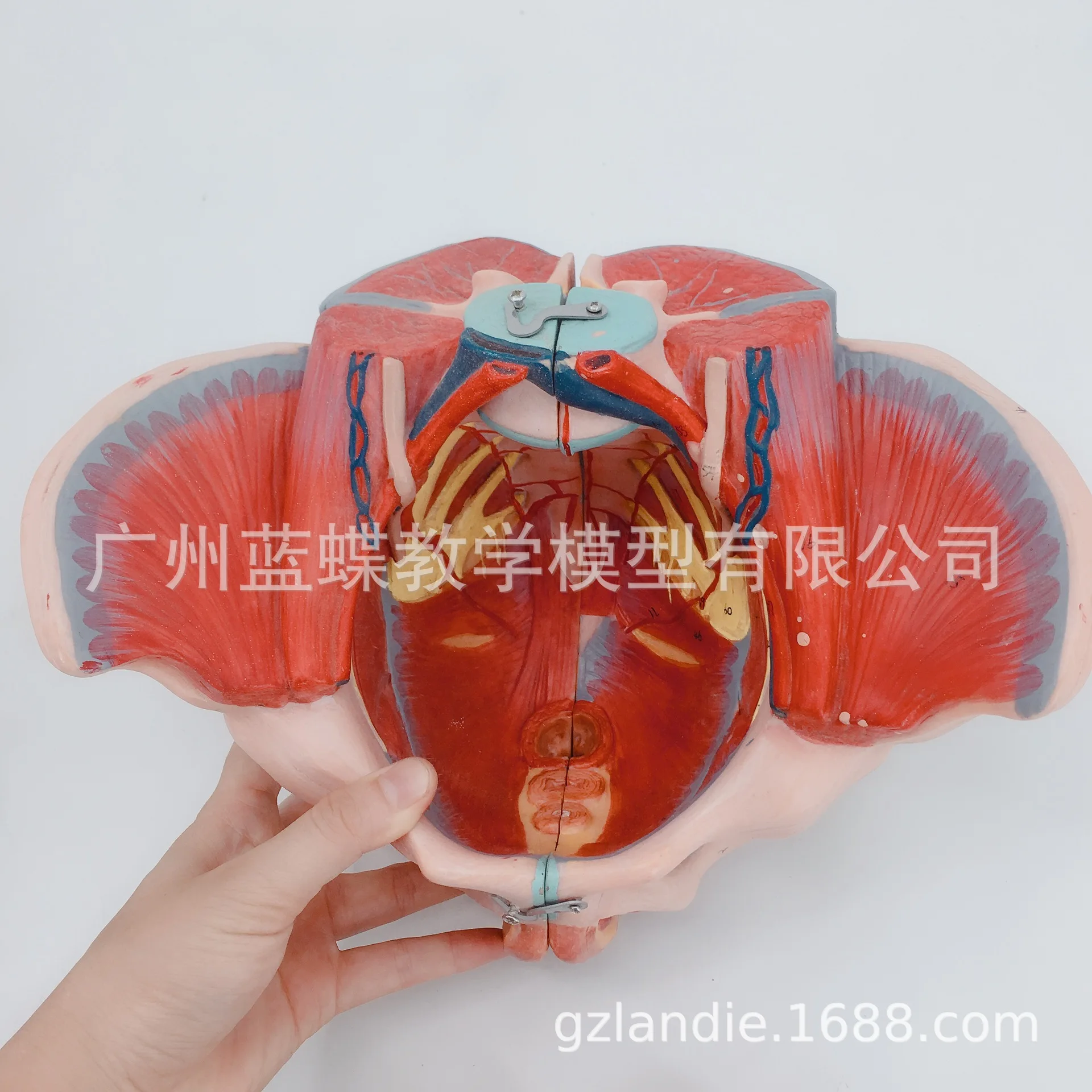 71 метка ПВХ женщина таза пол мышцы человека скелетная модель 20*27*18 нерва модели с