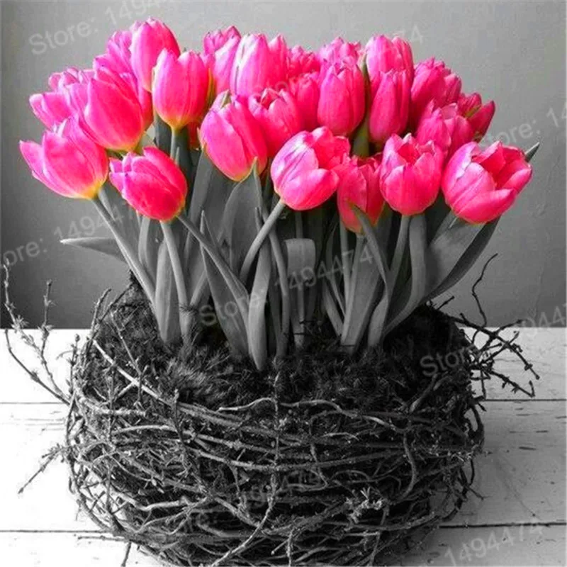 100pcs Tulip flores White Blue Purple mixed color Flower plantas bonsai flower plante colorful plants for home garden