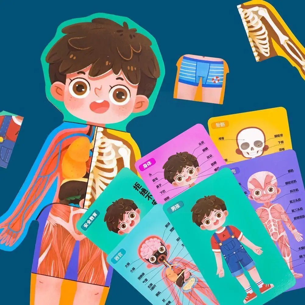 

Бумажная детская магнитная головоломка, конструкция тела, Обучающие игрушки, подарки, Когнитивная ассоциация, Обучающие органы, человеческ...