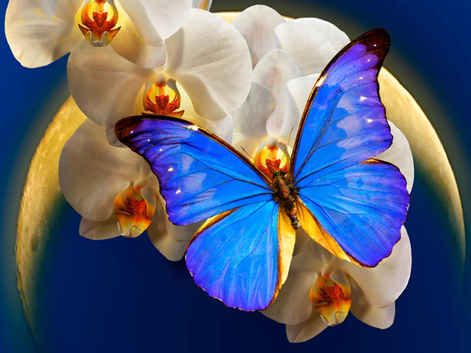 100% Полный 5D Diy Daimond картина &quotLButterfly и цветок&quot 3D перекресная строчка круглые