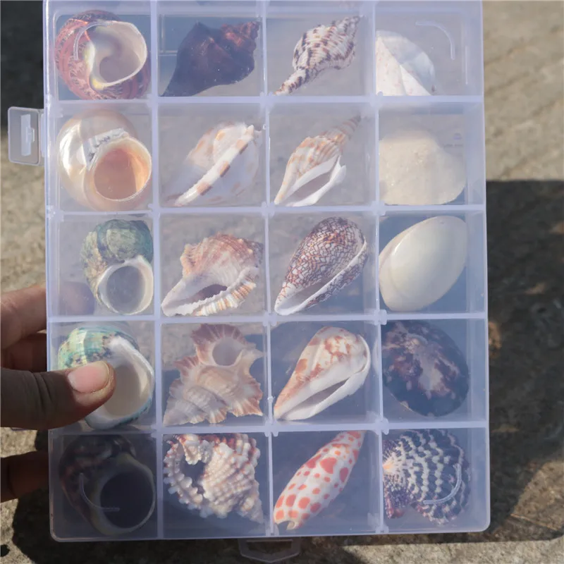 Образцы из натуральных ракушек контейнер подарочные коробки подарки украшения