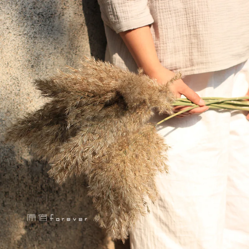 

10 Pcs Natural Dried Pampas Grass Phragmites &Reed Flowers Decoration Wedding Plants Home Christmas Decoration Bouquet Ornament