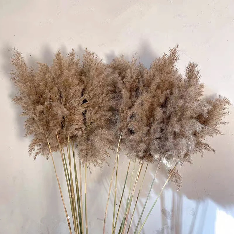 

5PCS 80CM Natural Reed Dried Flower Big Pampas Grass Wedding Flower Decoration