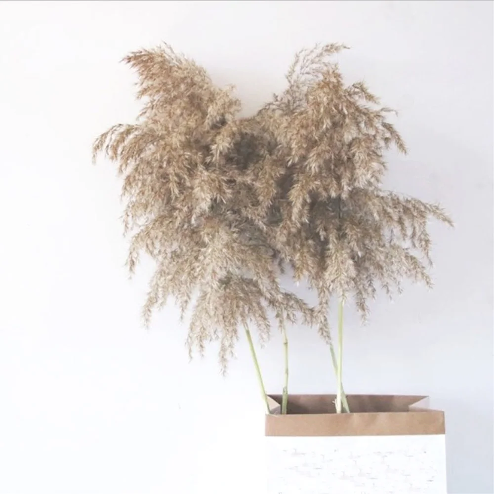 Сушеные пальмовые травы 40 шт. натуральные штампы Герконовые цветы и булраш