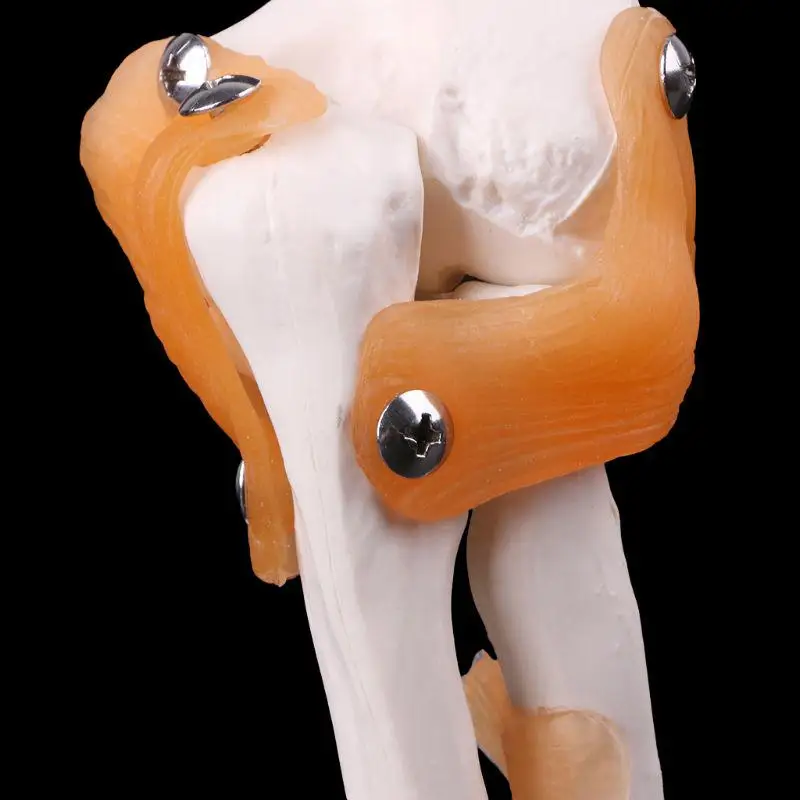 Жизнь Размеры Связки локтевого сустава медицинская анатомическая модель скелет