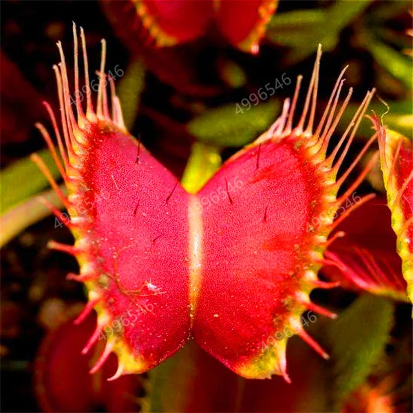 300 шт. колючий мух|Сувениры для вечеринок| |