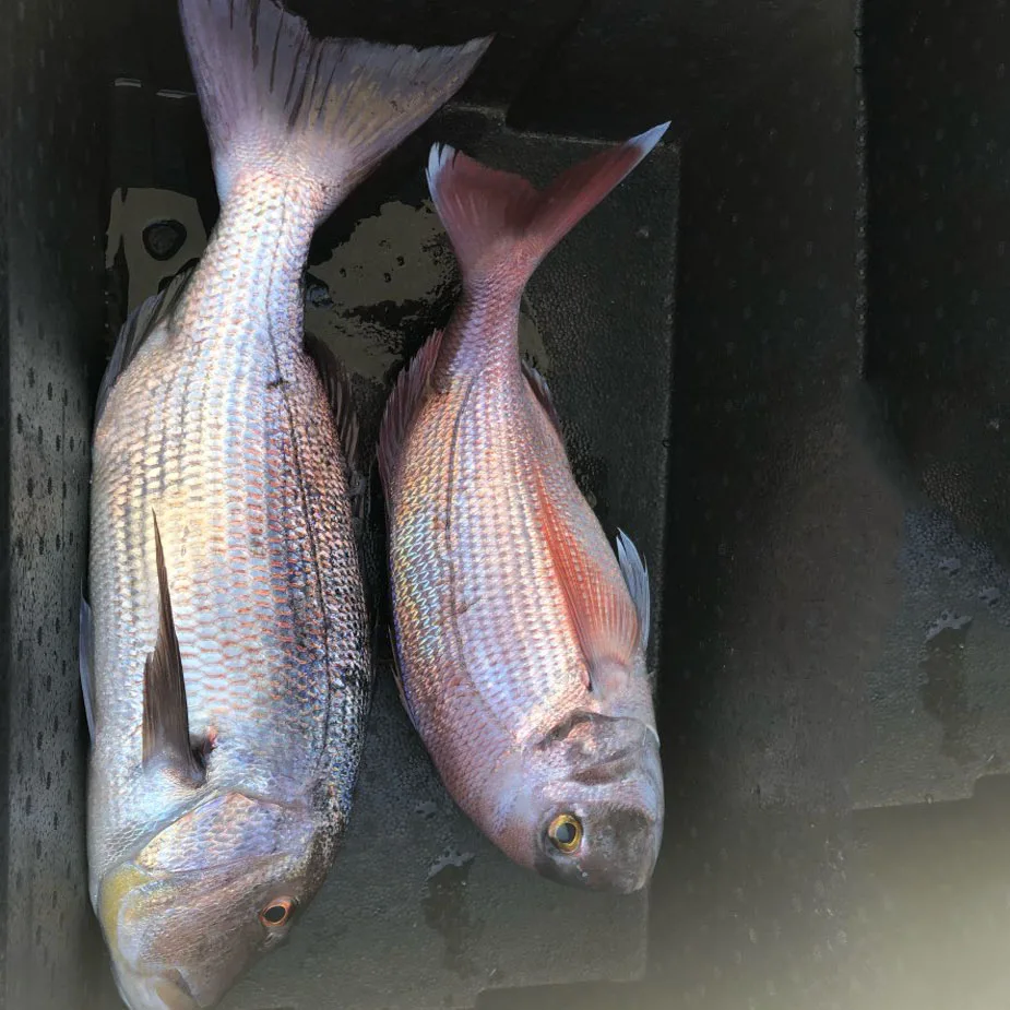 Приманки для рыбной ловли на море TOMA 1 шт.|Наживки ловли| |