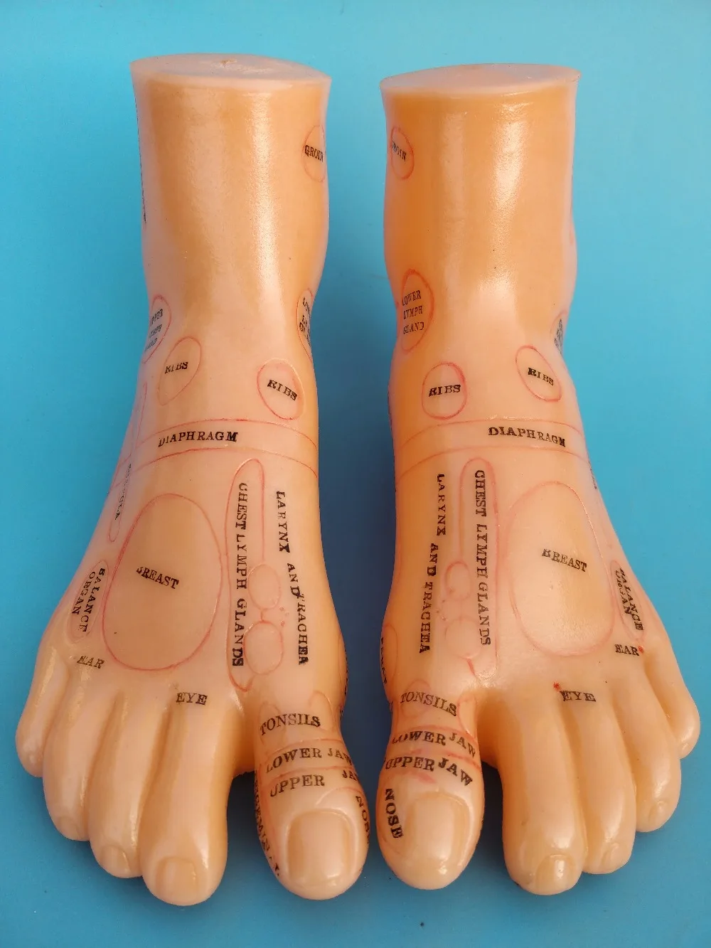 Массажная модель для ног 19 см/13 см не акупунктурная китайский и английский код tсм