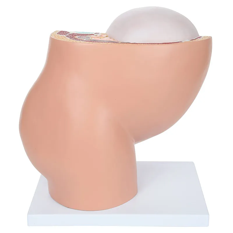 Беременность человека развитие плода 9 месяцев эмбриональная модель таза плод