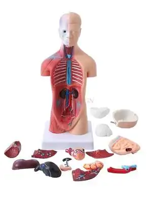 Human Body Model Anatomy Heart Model Brain Human Body Structure Model Medical Organ Torso Teaching Internal Organs