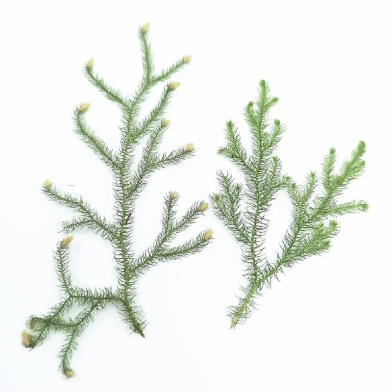 

100pcs Pressed Dried Pinus Tabulaeformis Flower Herbarium For Epoxy Resin Makeup Jewelry Postcard Invitation Card Phone Case DIY