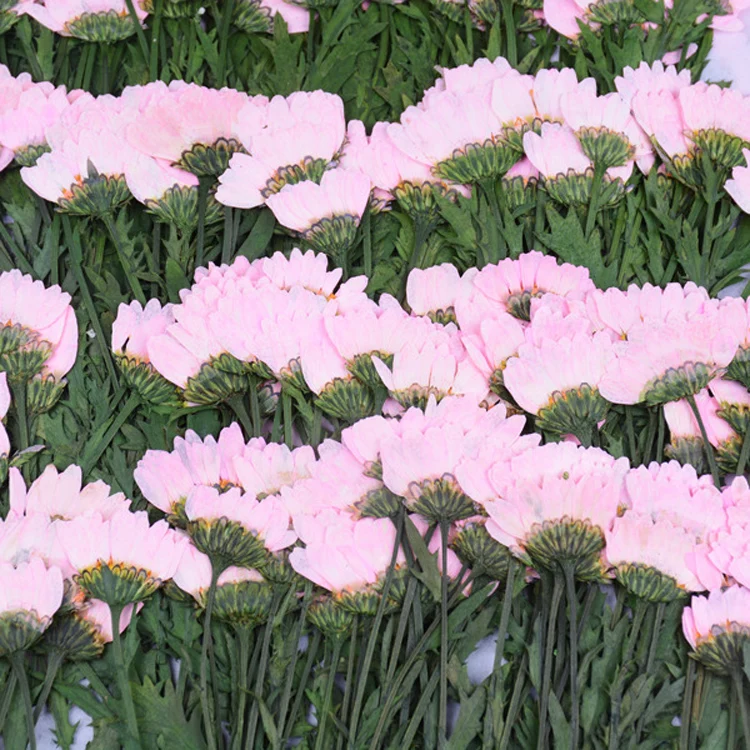 

10pcs/pack Real Pressed Flower Leaves Decorative Dried Flowers for Resin Jewelry DIY Phone Case Decoration Bookmark