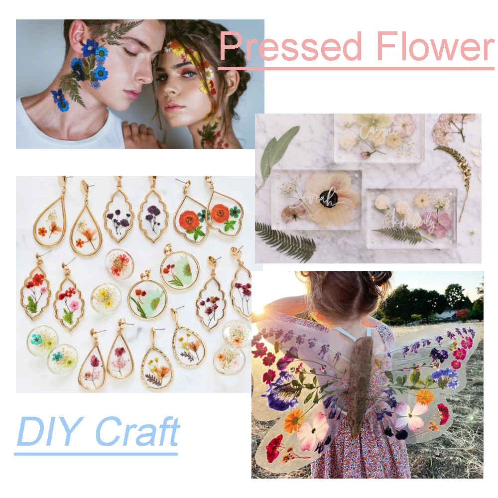 

12pcs/bag Natural Dried Pressed Flowers For Scrapbooking DIY Resin Jewelry Epoxy Phone Case Face Petal Makeup Candle Soap Making