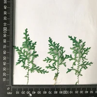60pcs pressed dried selaginella uncinat leaves plants herbarium for jewelry bookmark phone case postcard invitation card diy