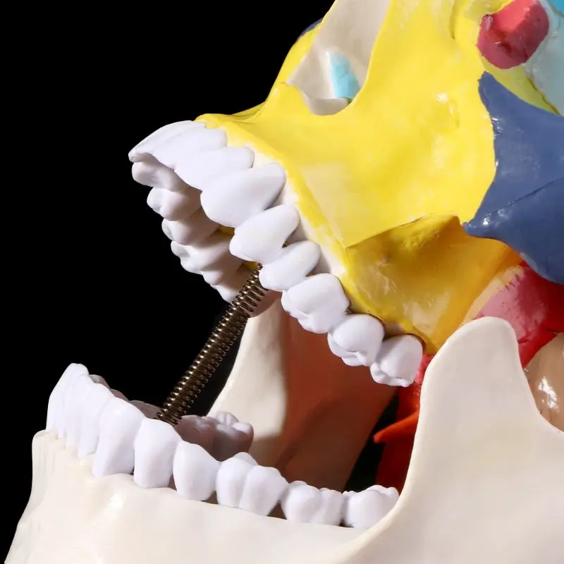 

Красочная модель человеческого черепа в натуральную величину, анатомическая анатомия, медицинская обучающая голова скелета, Обучающие при...