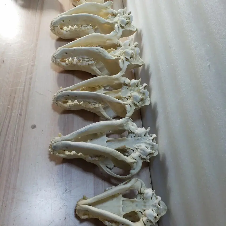 

Dog Head Bone Animal Skull Bone Model Dog Head Specimen Dog Head Real Bone Ornament Home-Guarding and Exorcising