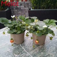 household 14cm plastic thickened two color color flower pot tray convenient gardening planting greening flower pot