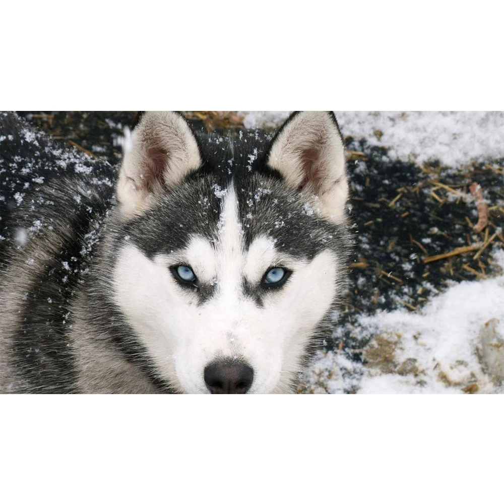 

Алмазная живопись «Сибирский хаски» Стразы 5D «сделай сам», алмазная вышивка животными, Алмазная мозаика