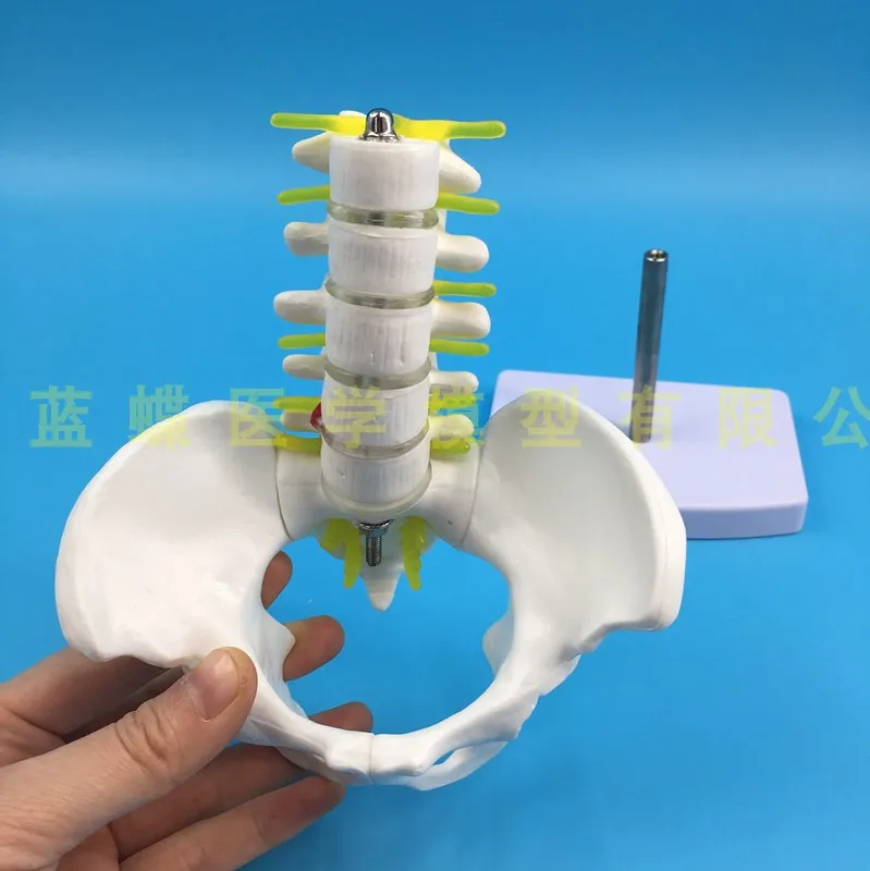 Мини Мужской анатомический таз с пятью секциями поясничная модель позвонков
