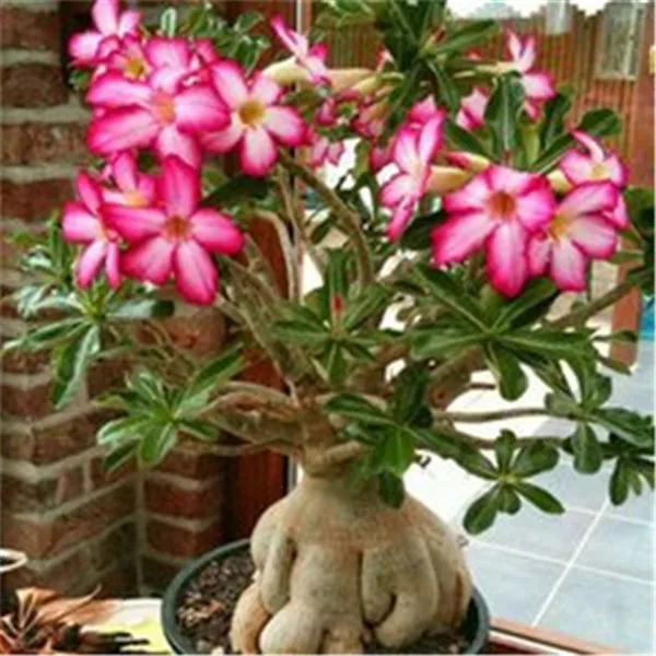 1 шт. Adenium Obesum цветок накладные цветы бонсай растения Цветочный горшок имитация