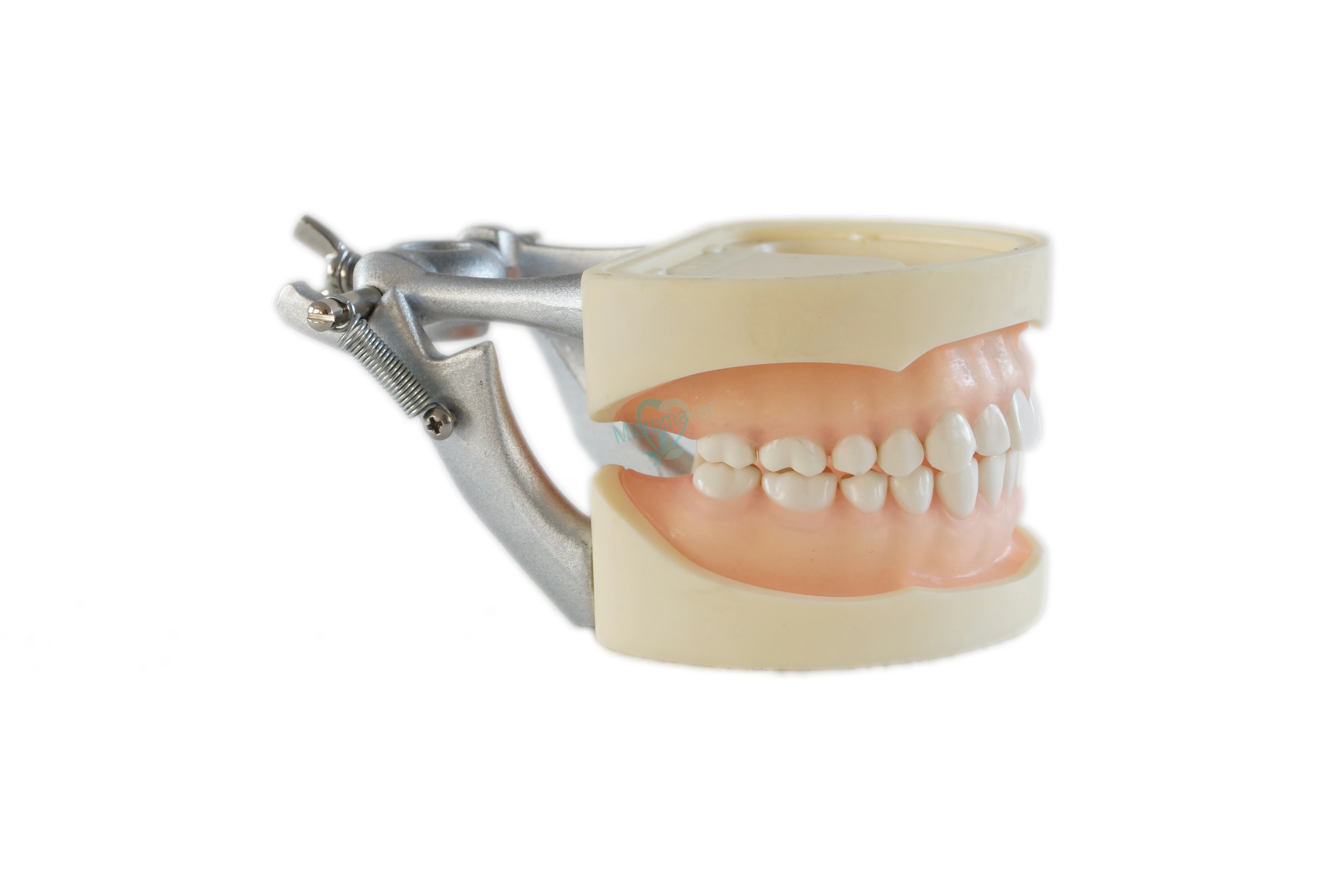 Мягкая резинка все съемные Стоматологическая модель зубов 28 шт.