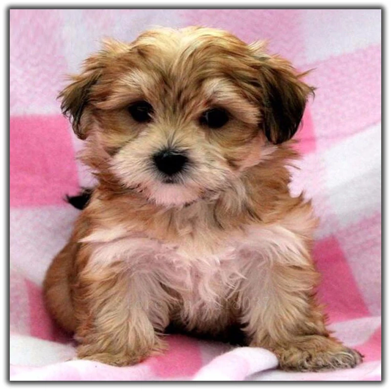 

Diy Diamond Painting Cross Stitch Baby Dog Sitting On The Bed Needlework Diamond Embroidery Full Round Mosaic Decoration Resin