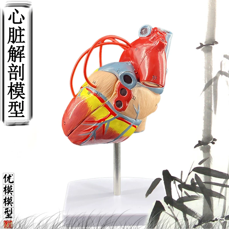 1:1 standard human heart model anatomy detachable teaching simulation natural big |