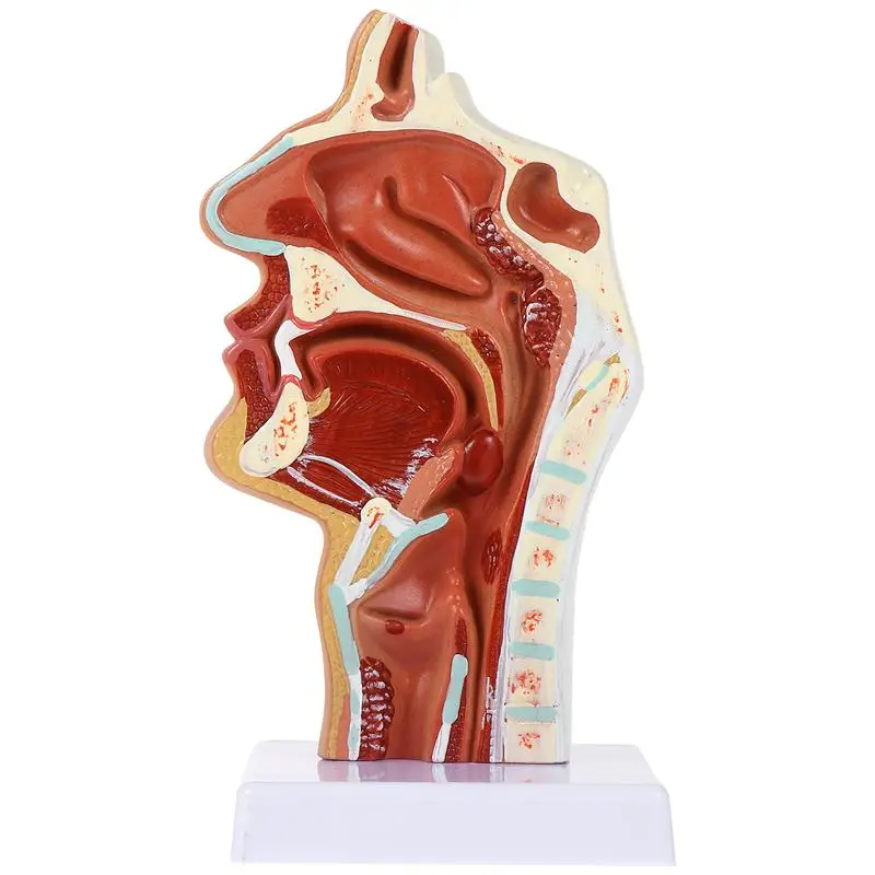 1 шт. модель носовой полости ротовой лекарственный ларинкс анатомическая горла и