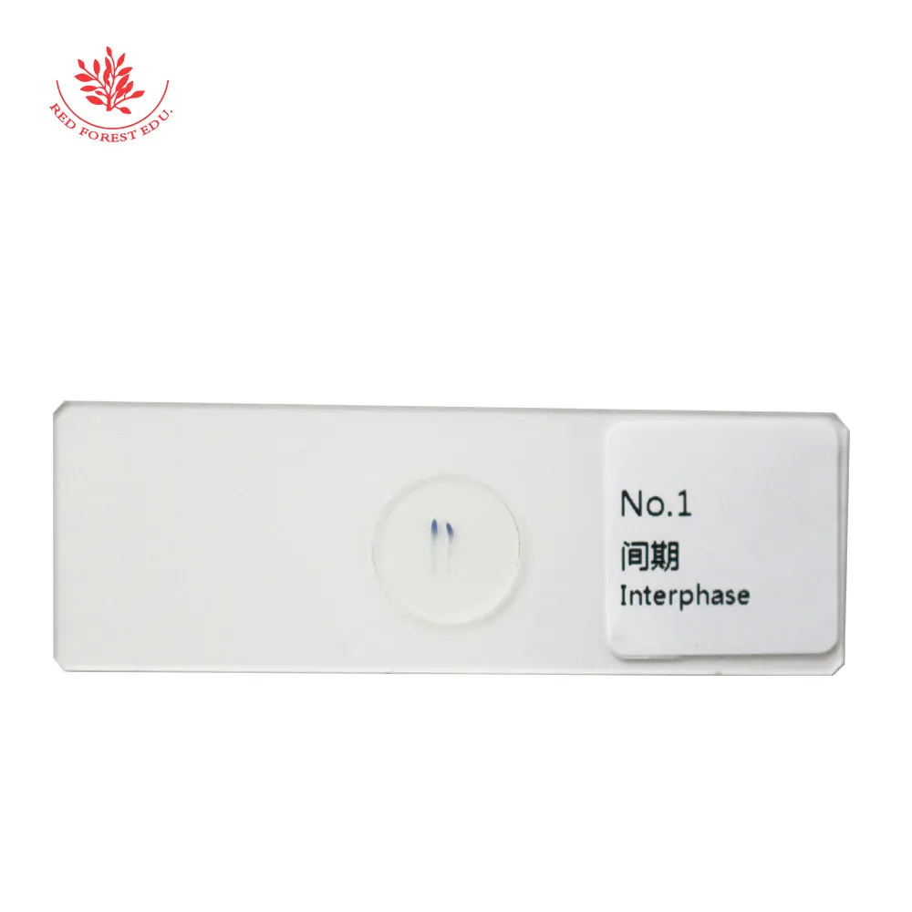 Набор из 5 предметов для изучения Биологии растений | Канцтовары офиса и дома