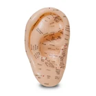 Английская версия ушной акупунктуры модель для ушной акупунктуры модель аурикулярного приложения модель точки акупунктуры на ухе модель 17 см