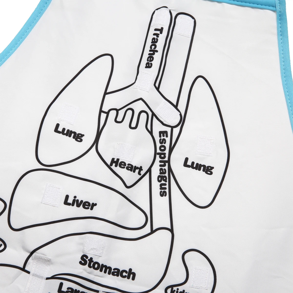 

Anatomy Apron Human Body Organs Apron Awareness Educational Insights Toys Children Home Preschool Teaching Aids Anatomy Apron