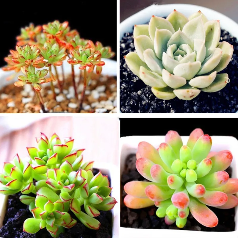 Комплект из 2 предметов сочные специальное удобрение Орхидея бонсай растения Еда