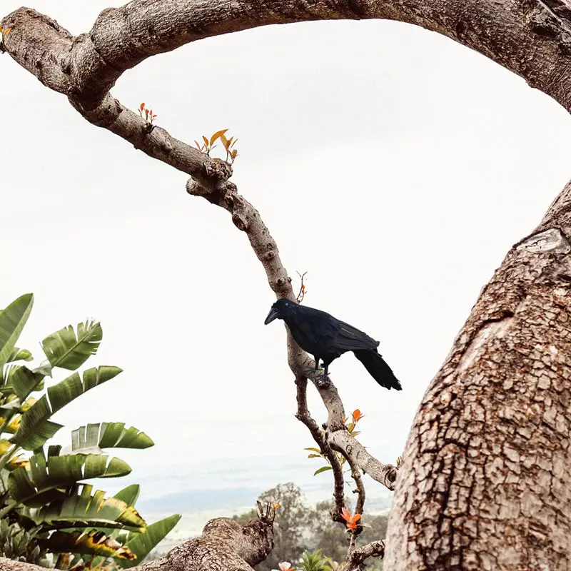 Реалистичный новый черный ворон Пернатый Ворон Хэллоуин маскарадный наряд