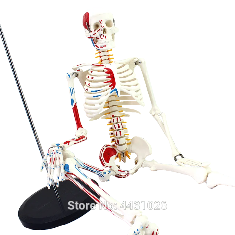 

Анатомия медицина 85 см человеческий скелет модель нейромышечный старт и стоп Скелет йога обучение позвоночника egg204