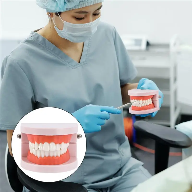 

Teeth Model Standard Teaching Study Typodont Demonstration Tool Teeth Model Oral Care Tools For Dental(Random Color)