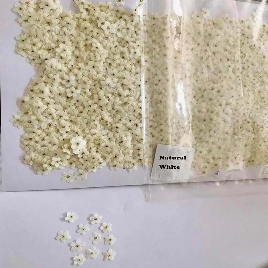 100 шт. прессованный высушенный очень мини белый Незабудка Forgetmenot цветок гербарий