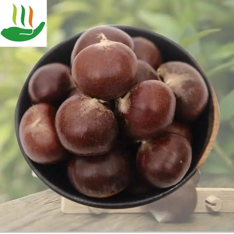 

Fresh Raw Chestnut; Farm Chestnut; Wild Chestnut