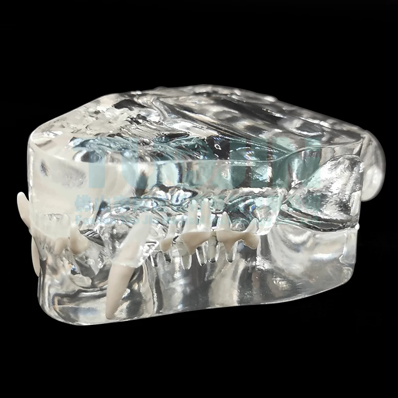 Полимерная прозрачная модель зубов для собак и кошек