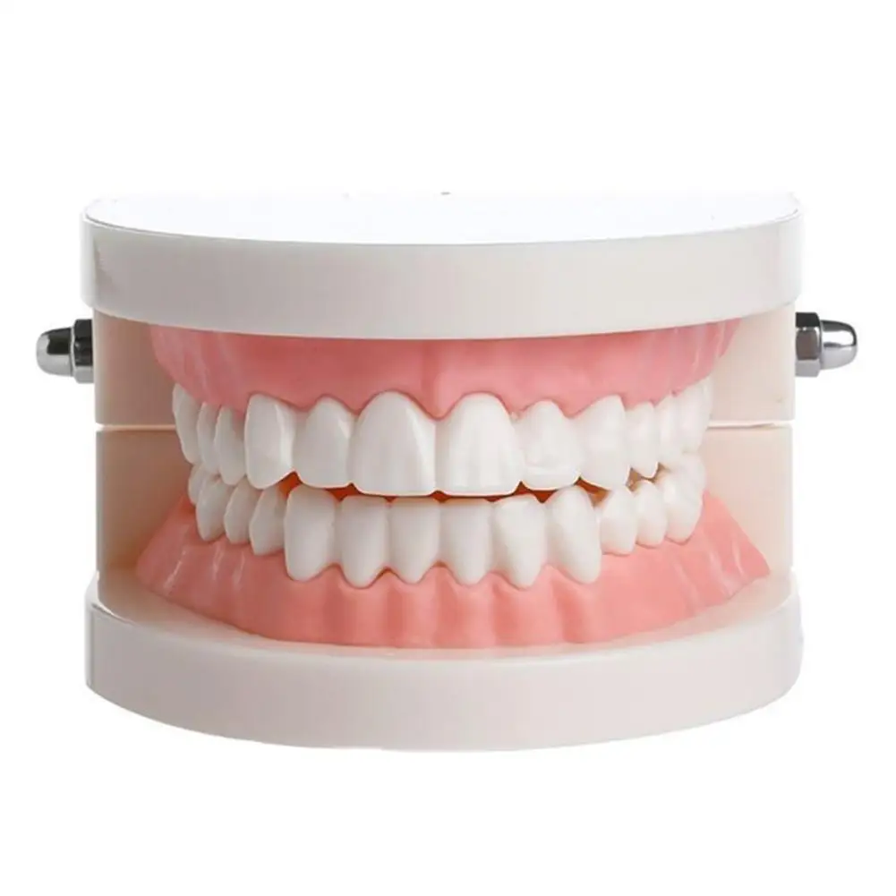 

Dental Study Teaching Teeth Model Oral Care Tooth Education Dentist Equipment Medical Science Teeth Skeleton Model