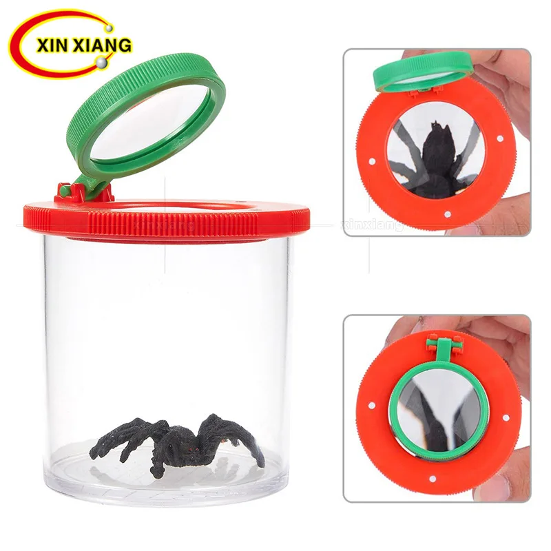 Box bug