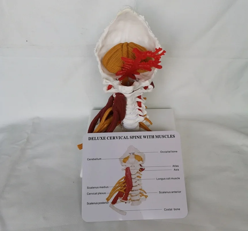 1:1 LifeSize Cervical Vertebrae and Vertebral Body Spine Human Anatomy Spinal Cord Sketelon |